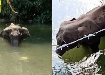 আনাৰসত বিস্ফোৰক ব্যৱহাৰ কৰি গর্ভৱতী হাতী হত্যা