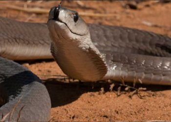 ক’ৰোনাৰ ভয়ত খোজকাঢ়িলে ২০০০ কিলোমিটাৰ