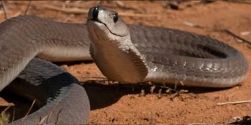 ক’ৰোনাৰ ভয়ত খোজকাঢ়িলে ২০০০ কিলোমিটাৰ