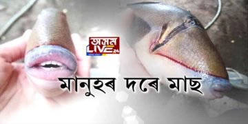 দাঁতে-ওঁঠে অবিকল মানুহৰ দৰে মাছৰ মুখ। টুইটাৰত ভাইৰেল এই ফটোকেইখন।