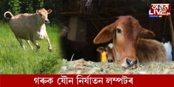 গৰুক যৌন নিৰ্যাতন