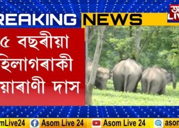 বন্যহস্তীৰ আক্ৰমণত এগৰাকী বৃদ্ধাৰ মৃত্যু