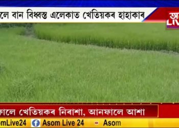 এফালে যদি আশা, আনফালে নিৰাশাই ছানি ধৰিছে কৃষক পৰিয়ালক।