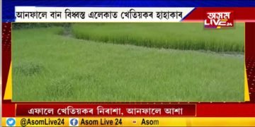 এফালে যদি আশা, আনফালে নিৰাশাই ছানি ধৰিছে কৃষক পৰিয়ালক।