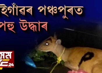 বঙাইগাঁৱৰ পঞ্চপুৰত শৰপহু উদ্ধাৰ