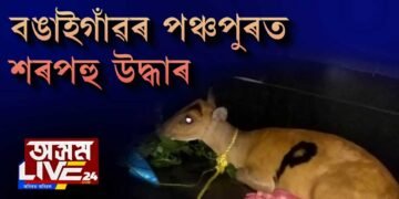 বঙাইগাঁৱৰ পঞ্চপুৰত শৰপহু উদ্ধাৰ