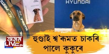 হুণ্ডাই শ্ব’ৰূমত চাকৰি পালে কুকুৰে