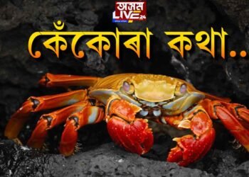 অসমৰ গাঁৱৰ কেঁকোৰাবোৰ ক’লৈ গ’ল?