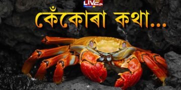 অসমৰ গাঁৱৰ কেঁকোৰাবোৰ ক’লৈ গ’ল?