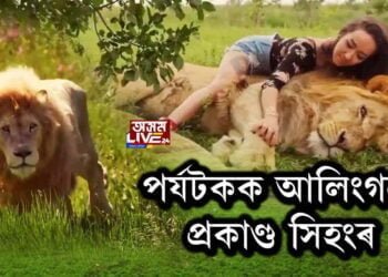 ভয়ানক! পর্যটকক আলিংগন প্ৰকাণ্ড সিহংৰ