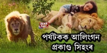 ভয়ানক! পর্যটকক আলিংগন প্ৰকাণ্ড সিহংৰ