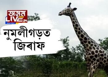 নুমলীগড়ৰ ধলাগুৰি চাহ বাগিচাত জিৰাফ