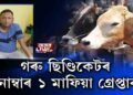 গৰু ছিণ্ডিকেটৰ সবিশেষ…