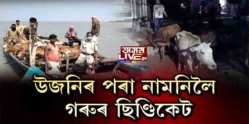 দুজনকৈ গো-মাফিয়াৰ গ্ৰেপ্তাৰৰ পাছতো ৰাজ্যত অব্যাহত গৰুৰ ছিণ্ডিকেট