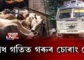 ৰাজ্যত অব্যাহত গৰুৰ চোৰাং বেহা