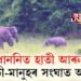 অন্ত পৰাৰ দিশে হাতী-মানুহৰ সংঘাত