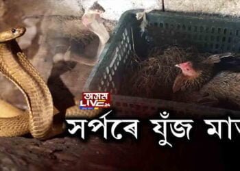 সন্তানক ৰক্ষাৰ বাবে সাপৰ সৈতে যুঁজ এগৰাকী মাতৃৰ