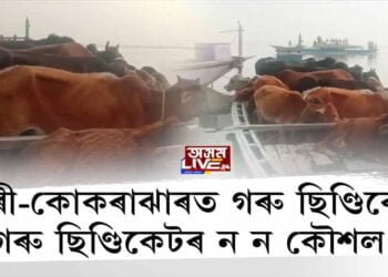 ধুবুৰী-কোকৰাঝাৰৰ গৰুৰ ছিণ্ডিকেটত ন ন কৌশল