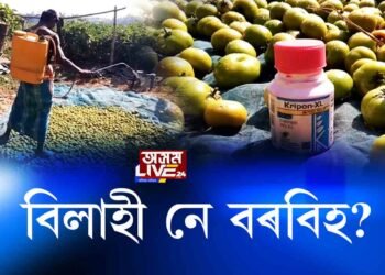 পকা তুলতুল বিলাহী নে বৰবিহ?