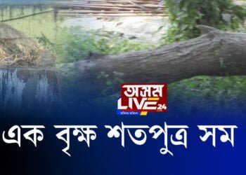 দলঙৰ বাবে ছহিদ হ’ল বহু গছ