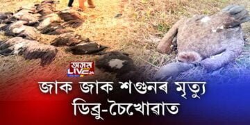 এজাক শগুনৰ মৃত্যু ডিব্ৰু-চৈখোৱাত