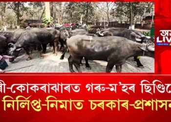 ধুবুৰী, কোকৰাঝাৰত অব্যাহত গৰু-ম’হৰ চোৰাং বেহা