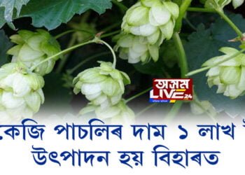 ১ কেজি পাচলিৰ দাম ১ লাখ টকা; উৎপাদন হয় বিহাৰত