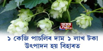 ১ কেজি পাচলিৰ দাম ১ লাখ টকা; উৎপাদন হয় বিহাৰত