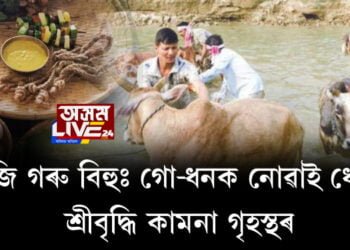 আজি গৰু বিহুঃ গো-ধনক নোৱাই ধোৱাই শ্ৰীবৃদ্ধি কামনা গৃহস্থৰ
