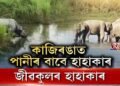 কাজিৰঙাত পানী নাই, জীৱকুলৰ হাহাকাৰ