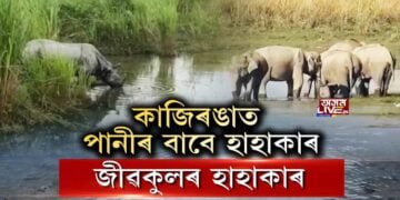 কাজিৰঙাত পানী নাই, জীৱকুলৰ হাহাকাৰ