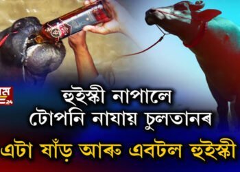 এটি ষাঁড় গৰুৰ হুইস্কীপ্ৰীতি
