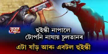 এটি ষাঁড় গৰুৰ হুইস্কীপ্ৰীতি