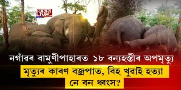 ১৮ বন্যহস্তীৰ অপমৃত্যুৰ কাৰণ বজ্ৰপাত, বিহ খুৱাই হত্যা নে বন ধ্বংস?