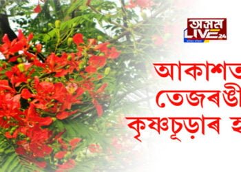 মঙলদৈ আকাশত কৃষ্ণচূড়াৰ হাঁহি