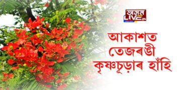 মঙলদৈ আকাশত কৃষ্ণচূড়াৰ হাঁহি