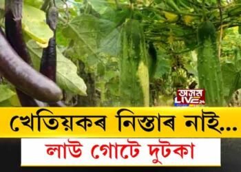 খেতিয়কৰ নিস্তাৰ নাই…