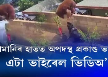 কিশোৰী আৰু ভালুকৰ যুদ্ধ- এটা ভাইৰেল ভিডিঅ’