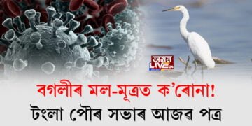 বগলীৰ মল-মূত্ৰত ক’ৰোনা! টংলা পৌৰ সভাই মাৰিলে সহস্ৰাধিক বগলী