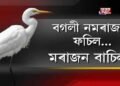 বগলী নমৰাজন ফচিল, মৰাজন বাচিল!
