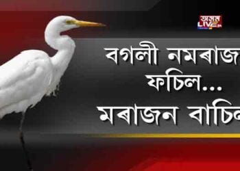 বগলী নমৰাজন ফচিল, মৰাজন বাচিল!