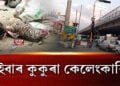এইবাৰ কুকুৰা কেলেংকাৰি!
