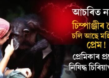 চিম্পাঞ্জীৰ সৈতে থকা প্ৰেমৰ সম্পৰ্কৰ বাবেই চিৰিয়াখানাত প্ৰৱেশ নিষিদ্ধ এগৰাকী মহিলাৰ…