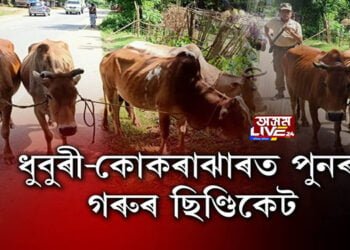 ধুবুৰী-কোকৰাঝাৰত পুনৰ সক্ৰিয় গৰুৰ ছিণ্ডিকেট চক্ৰ