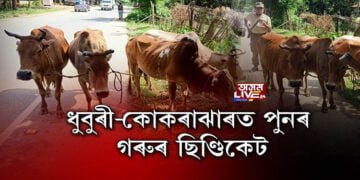 ধুবুৰী-কোকৰাঝাৰত পুনৰ সক্ৰিয় গৰুৰ ছিণ্ডিকেট চক্ৰ