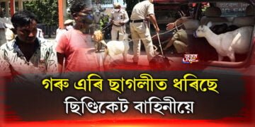 গৰুৰ ছিণ্ডিকেট পুৰণি হ’ল