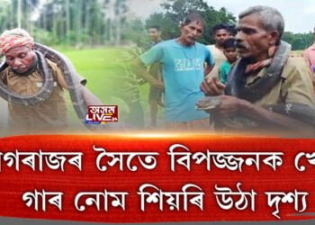 নাগৰাজৰ সৈতে বিপজ্জনক খেলা, গাৰ নোম শিয়ৰি উঠা দৃশ্য
