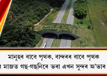 মানুহৰ বাবে পৃথক, বান্দৰৰ বাবে পৃথক৷ গছ-গছনিৰে ভৰা এখন সুন্দৰ অ’ভাৰ ব্ৰিজ…