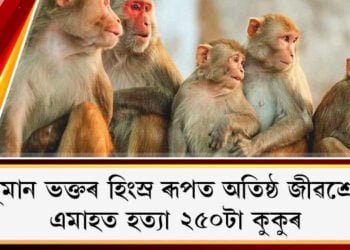 হনুমান ভক্তৰ হিংস্ৰ ৰূপত অতিষ্ঠ জীৱশ্ৰেষ্ঠ! এমাহত হত্যা ২৫০টা কুকুৰ