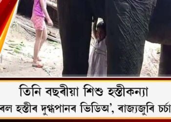 তিনি বছৰীয়া শিশু হস্তীকন্যা : ভাইৰেল হস্তীৰ দুগ্ধপানৰ ভিডিঅ’, ৰাজ্যজুৰি চৰ্চা লাভ